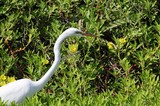Great Egret Hunting Among Yellow Wildflowers