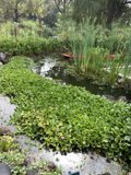 Tranquil Pond with a Boat amidst Lush Vegetation