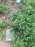 A Garden of Herbal Delights
