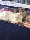 Bedtime Buddies