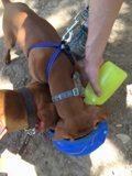 Thirsty Pup Takes a Swig