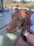 The Wristwatch Pup