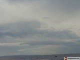 Majestic Bird Soaring Above the Ocean