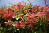 Bright Red Geranium Bush