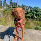 Brown Vizsla on a Summer Stroll