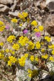 Golden Daisies Flourish Amongst Rocky Terrain