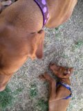 Two Canine Companions Enjoying the Outdoors