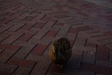Disneyland Duck Delight
