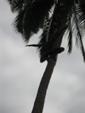 Scaling New Heights