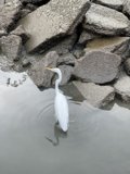 The Majestic White Heron of Richardson Bay