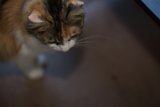 Curiosity at its Finest