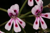 Pink Geraniums with Red Spots