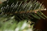 Pine Needles Up Close