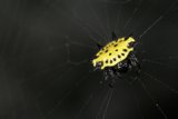 Garden Spider on Its Web