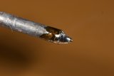 Enigmatic Metal Object