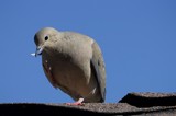 Mourning Dove Portrait Against Clear Blue Sky