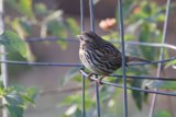 Sparrow's Afternoon Pause