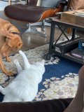 Furry Friends Unite