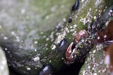 Painted Shore Crab Clinging to Mossy Tidal Rock