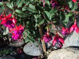 Fuchsia Geranium in a Rock Garden