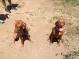 Canine Companions Cooling on the Grass