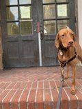Majestic Vizsla on a Brick Step