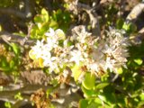 Floral White Symphony