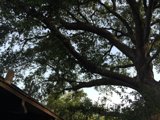 Majestic Oak Tree with a Rooftop View