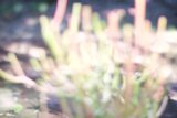 Blurry Pink Stems Amidst Vegetation