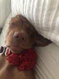 Sleepy Vizsla with a Flower Crown