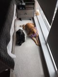 Furry Friends Relaxing by the Window
