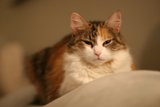 Feline Portrait