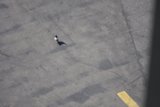 Walking on Tarmac