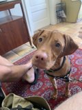 A Vizsla on Plywood Flooring