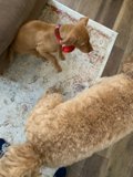 Poodle and Bulldog Playing on Living Room Rug