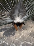 A Majestic Peacock on the Pathway