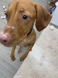 Man's Best Friend on the Floor