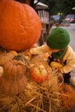 Joy of Harvest – A Candid Countryside Moment