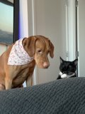 Companions on the Couch