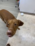Happy Vizsla on the Hardwood Floor