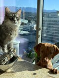 Feline and Canine Companions