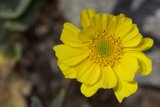 Sunny Daisy Delight