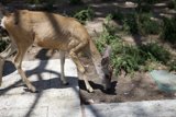 Hungry Deer forages in the dirt