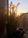 Sunny Window Sill