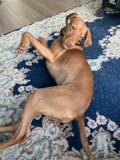 Relaxing Vizsla
