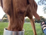 Furry Friend Snacks in the Sunshine