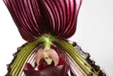 Orchid in bloom