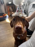 Birthday Pup