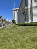 White Flowers in Front of San Francisco City Hall