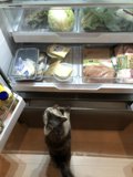 Feline Fridge Forager
